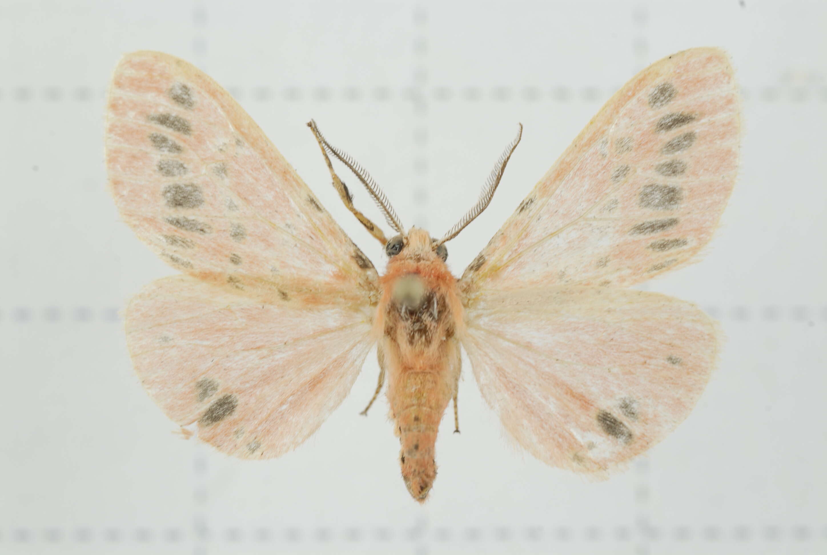 Image of Lemyra alikangensis