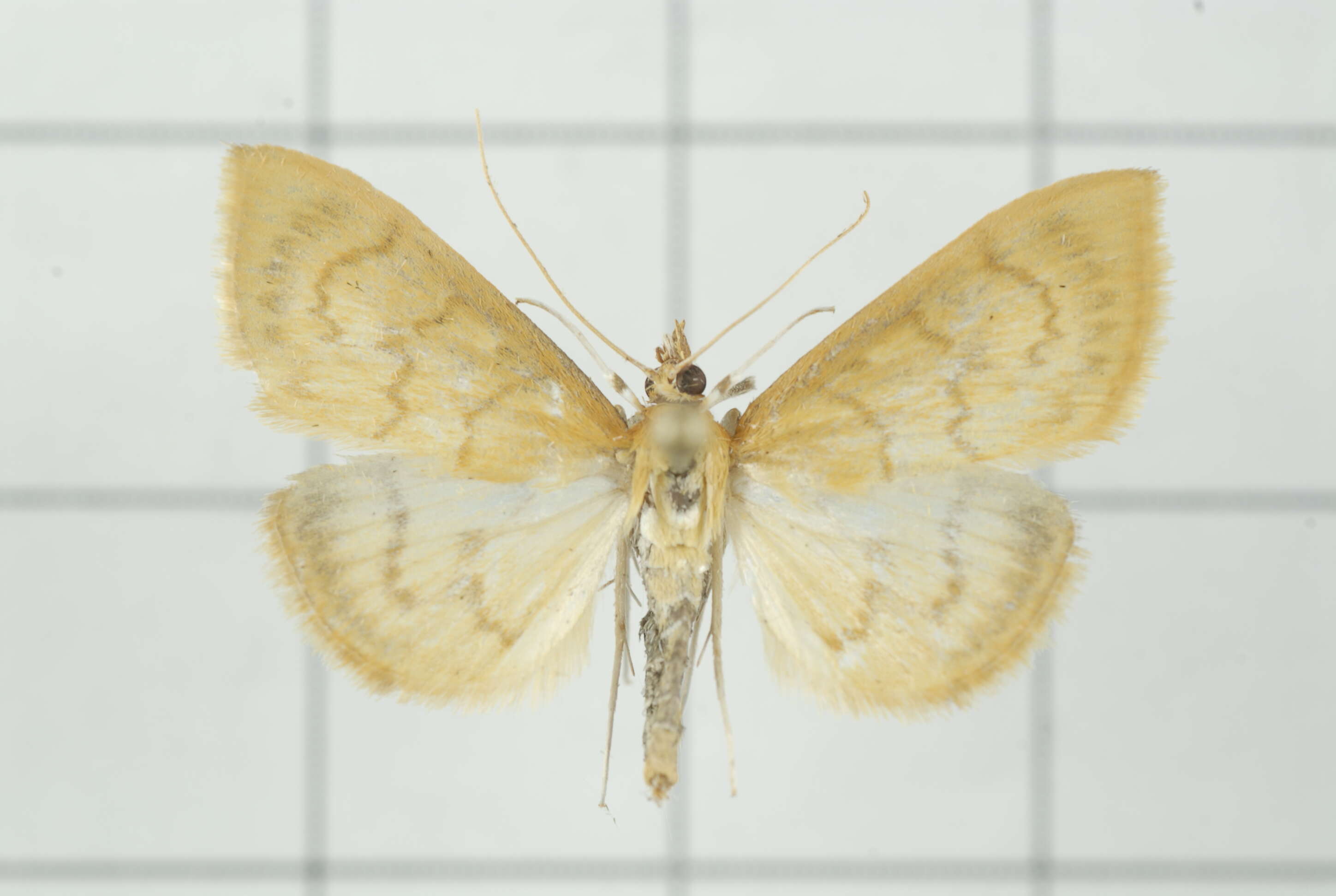 Image of Pyrausta celatalis Walker 1859