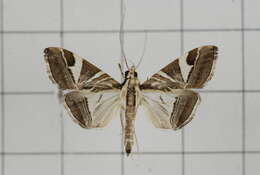 Agrioglypta itysalis Walker 1859 resmi