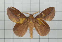 Image of Euthrix laeta Walker 1855