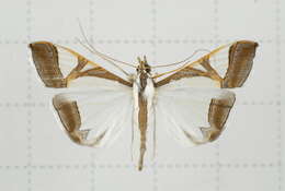 Sivun Agrioglypta eurytusalis Walker 1859 kuva