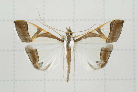 Agrioglypta eurytusalis Walker 1859 resmi