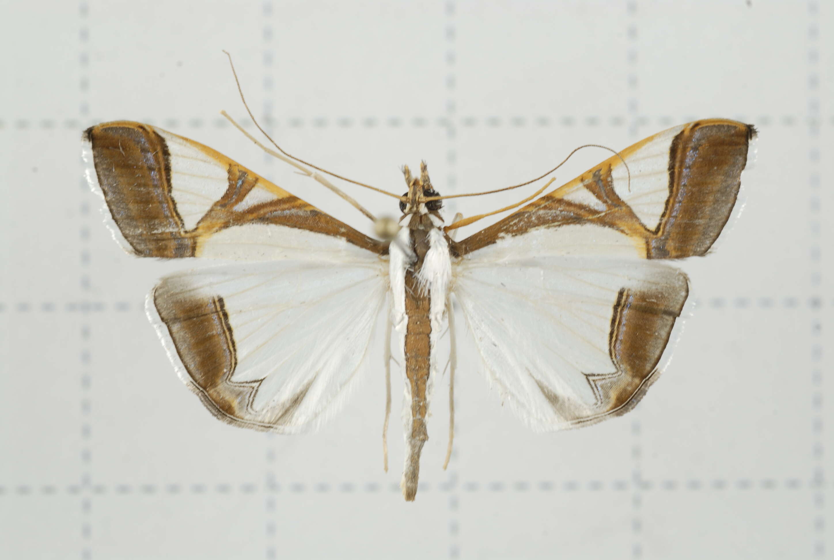 Sivun Agrioglypta eurytusalis Walker 1859 kuva