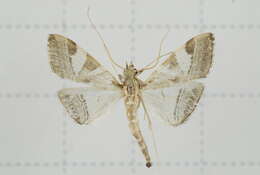 Agrioglypta itysalis Walker 1859 resmi