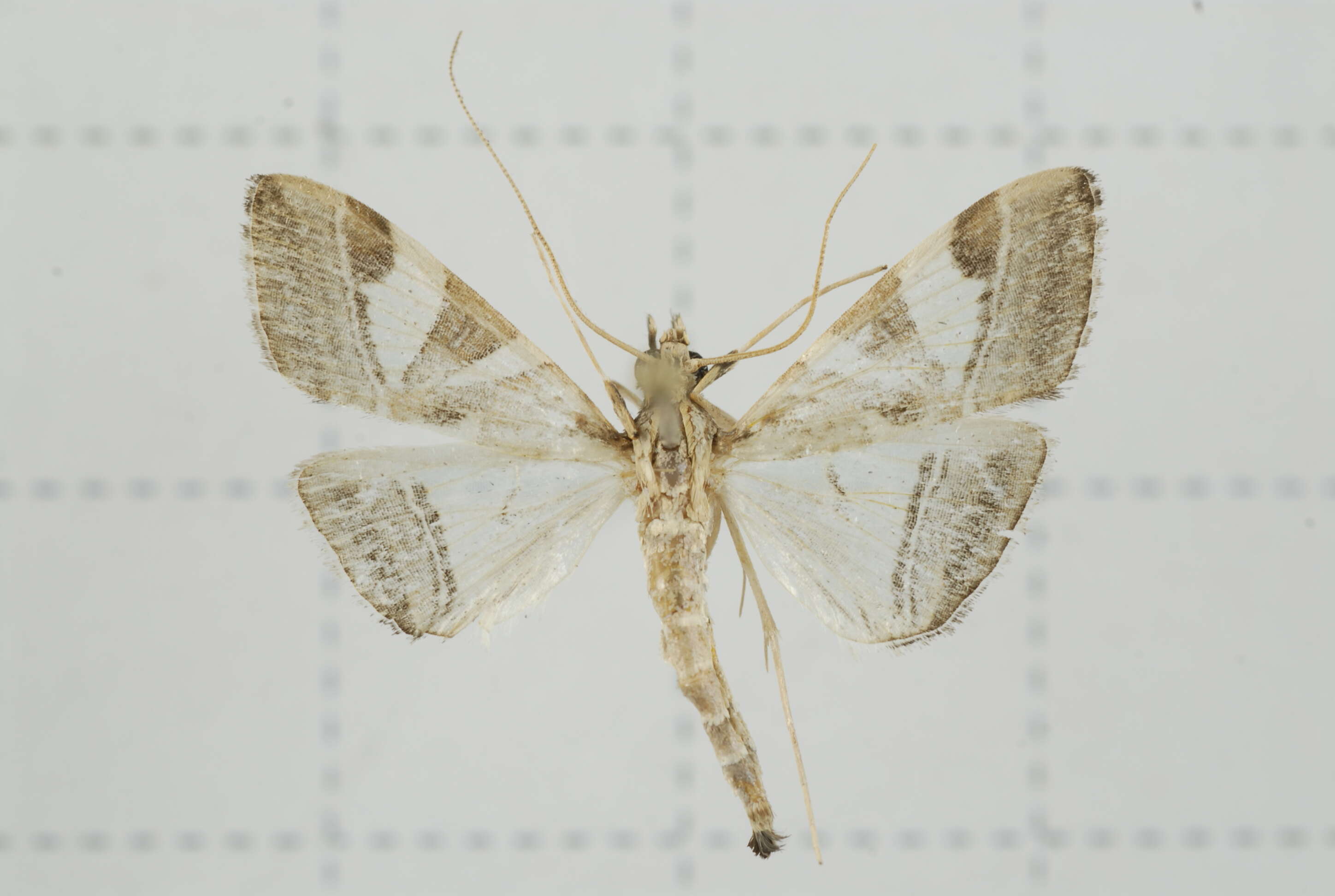 Sivun Agrioglypta itysalis Walker 1859 kuva