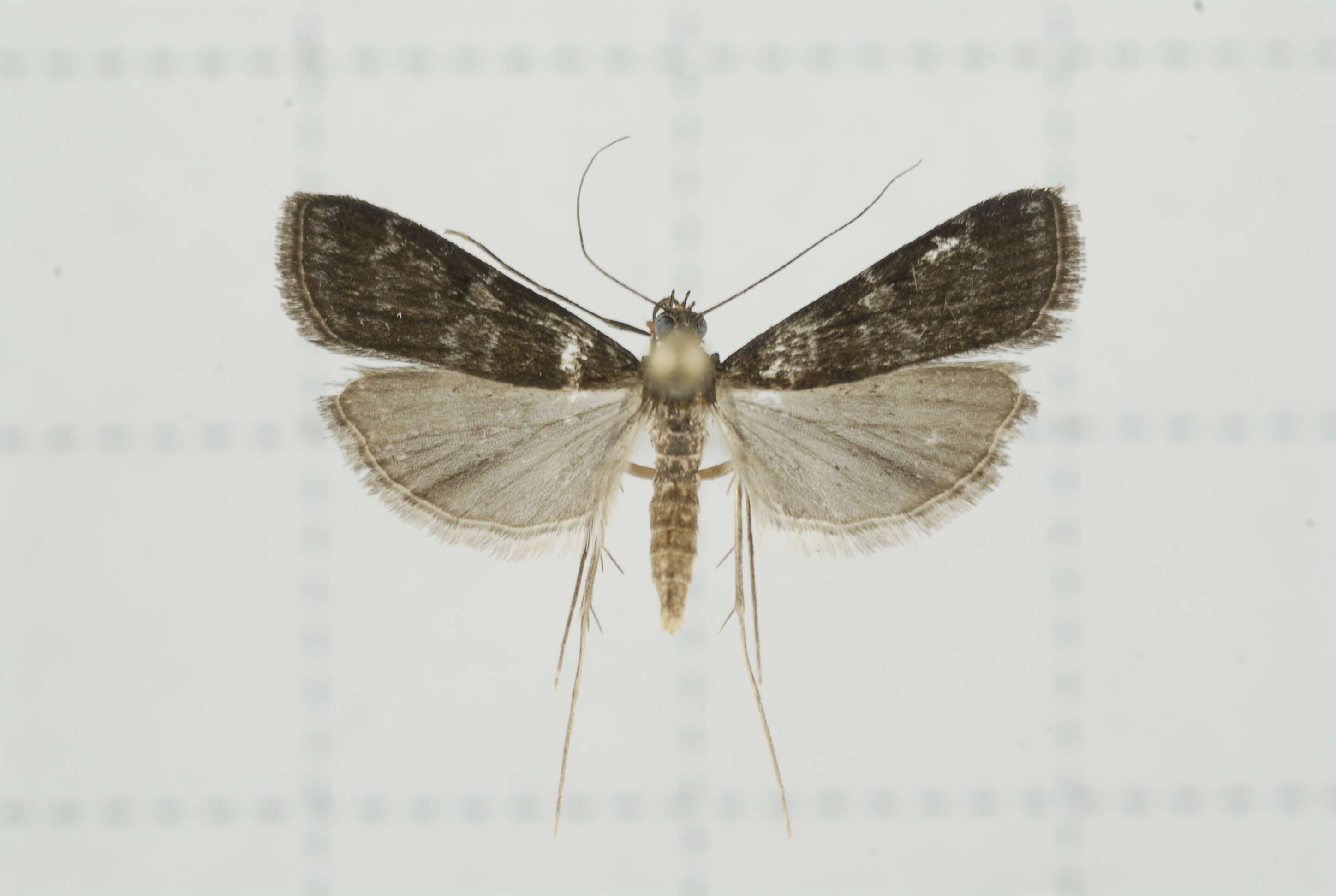 Image of Paracymoriza nigra