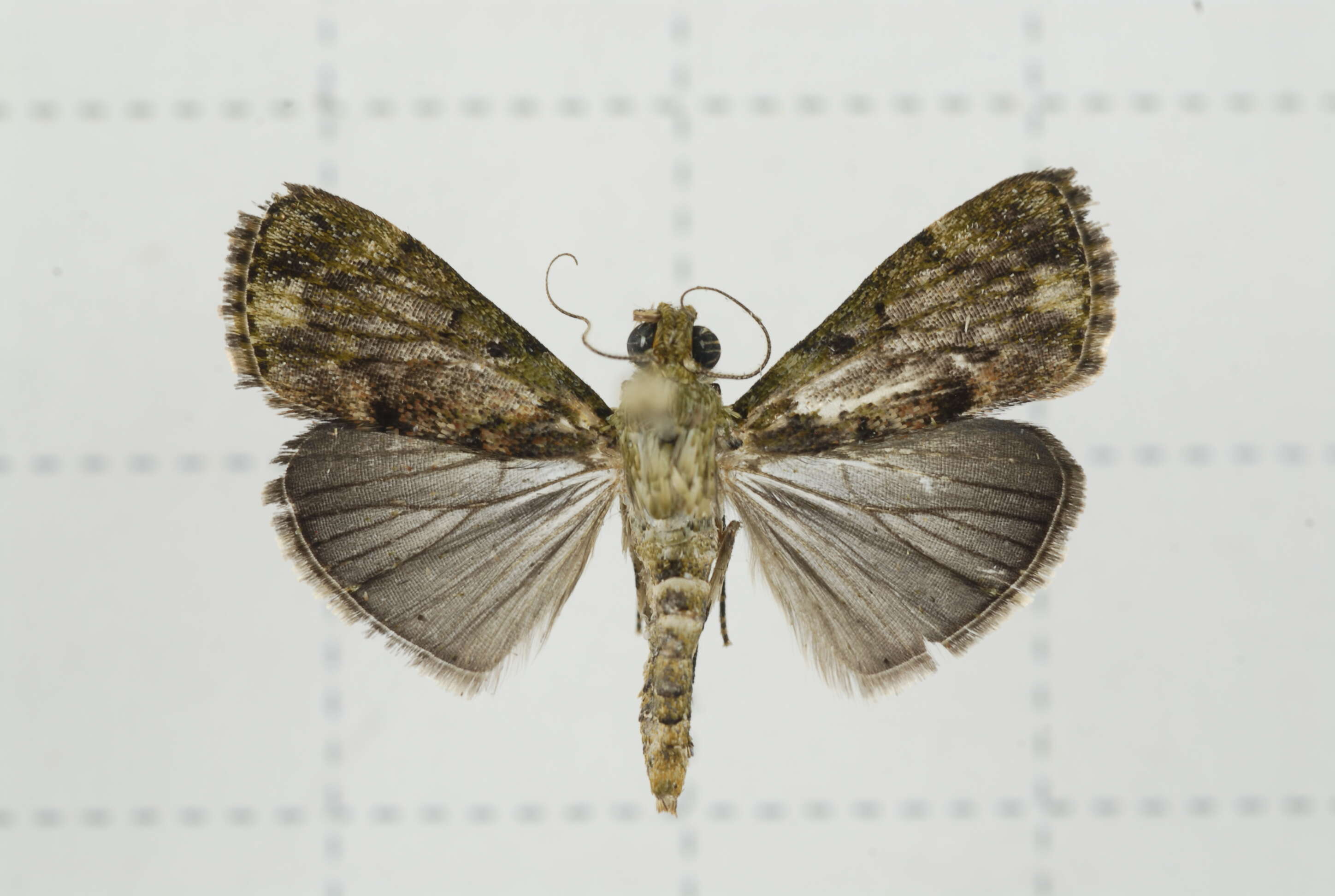 Image of Lamida obscura