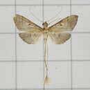 Image de Bradina geminalis Caradja 1927