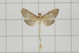 Image de Bradina geminalis Caradja 1927