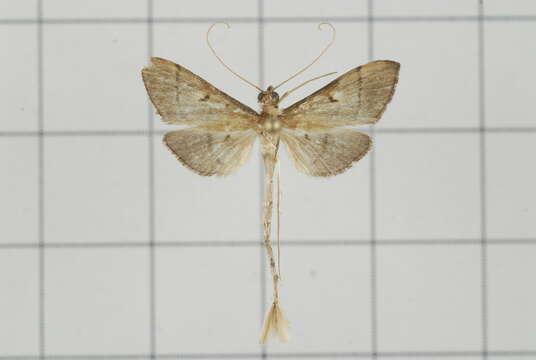 Image of Bradina geminalis Caradja 1927