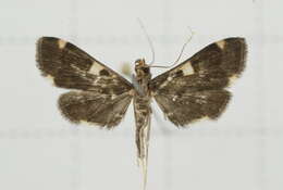 Image of Piletocera aegimiusalis Walker 1859