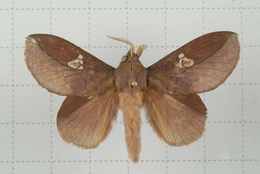 Image of Euthrix laeta Walker 1855