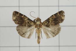 Image of Orthaga olivacea Warren 1891