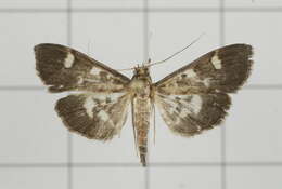 Image de Herpetogramma luctuosalis Guenée 1854