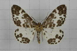 Image of Dilophodes baria