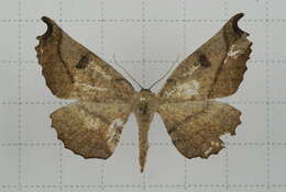 Image de Acrodontis aenigma Prout 1914