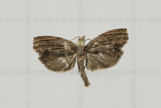 Image of Phaecadophora fimbriata Walsingham 1900