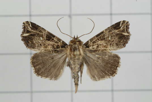 Image of Callopistria rivularis Walker 1857