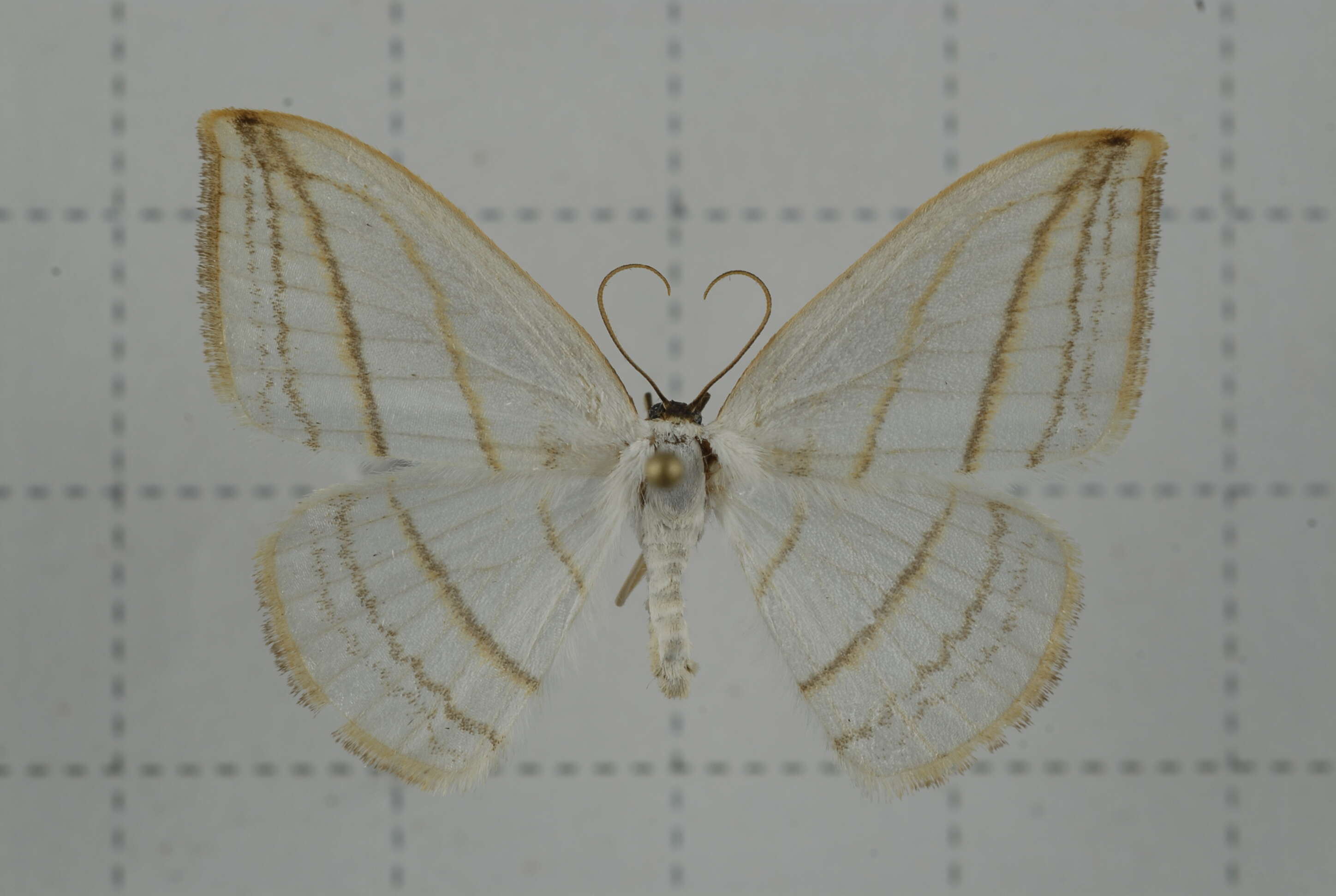 Image of Ditrigona conflexaria Walker 1861