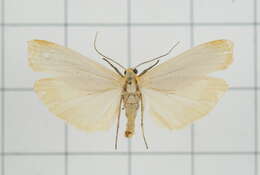 Image of Eilema usuguronis