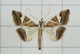 Agrioglypta itysalis Walker 1859 resmi