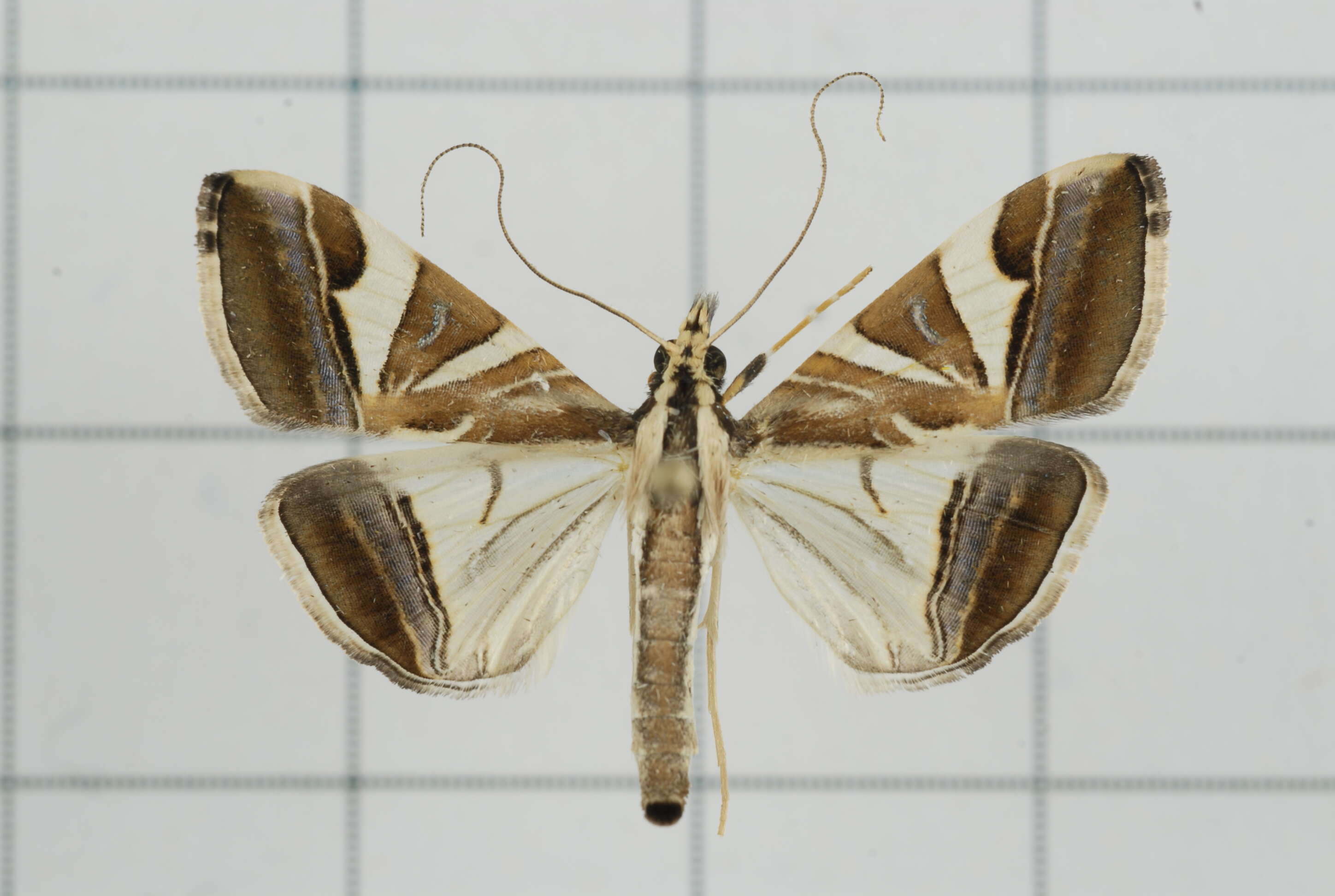 Sivun Agrioglypta itysalis Walker 1859 kuva