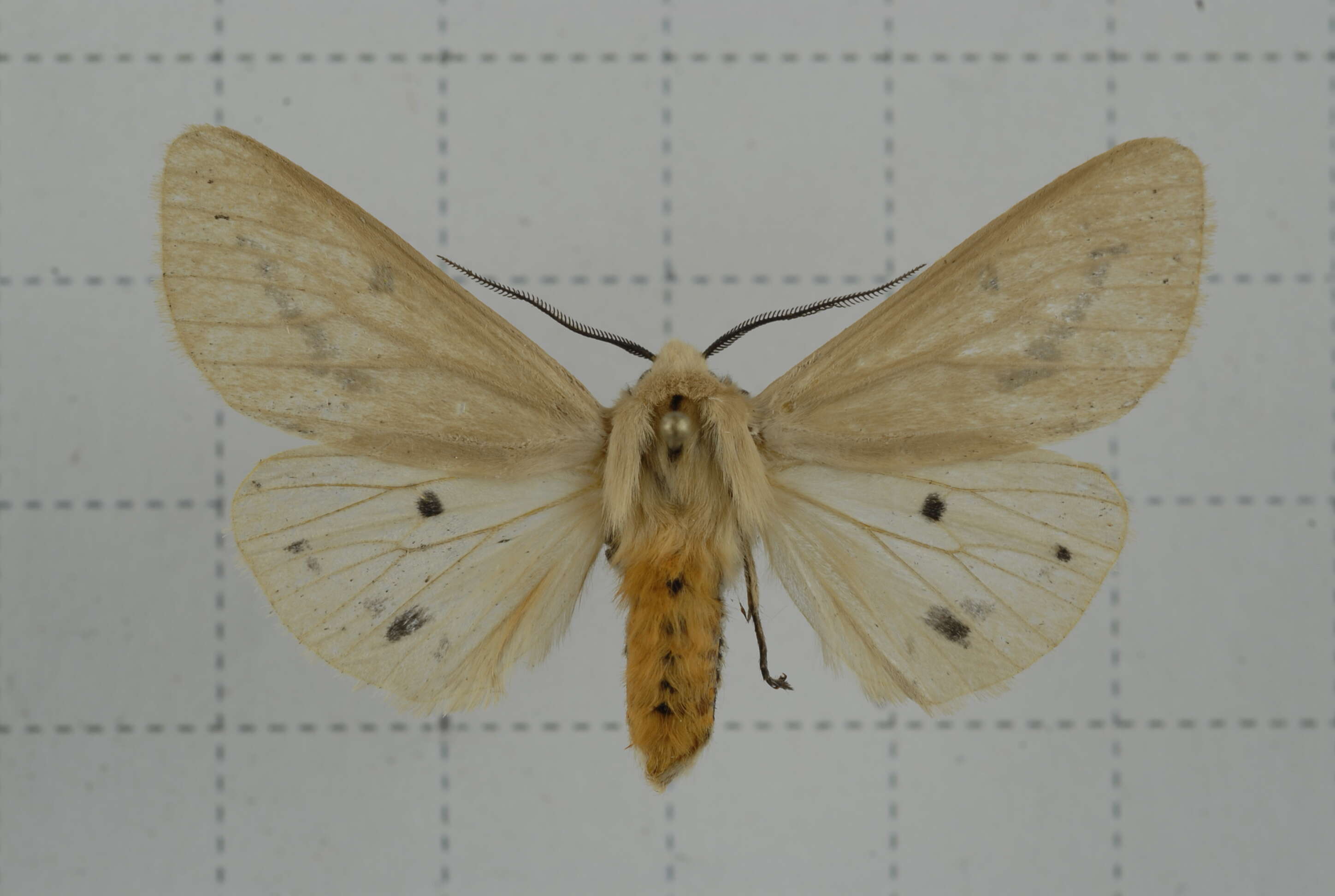 Image of Spilarctia subtestacea (Rothschild 1910)