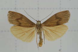 Image of Eilema ratonis Matsumura 1927