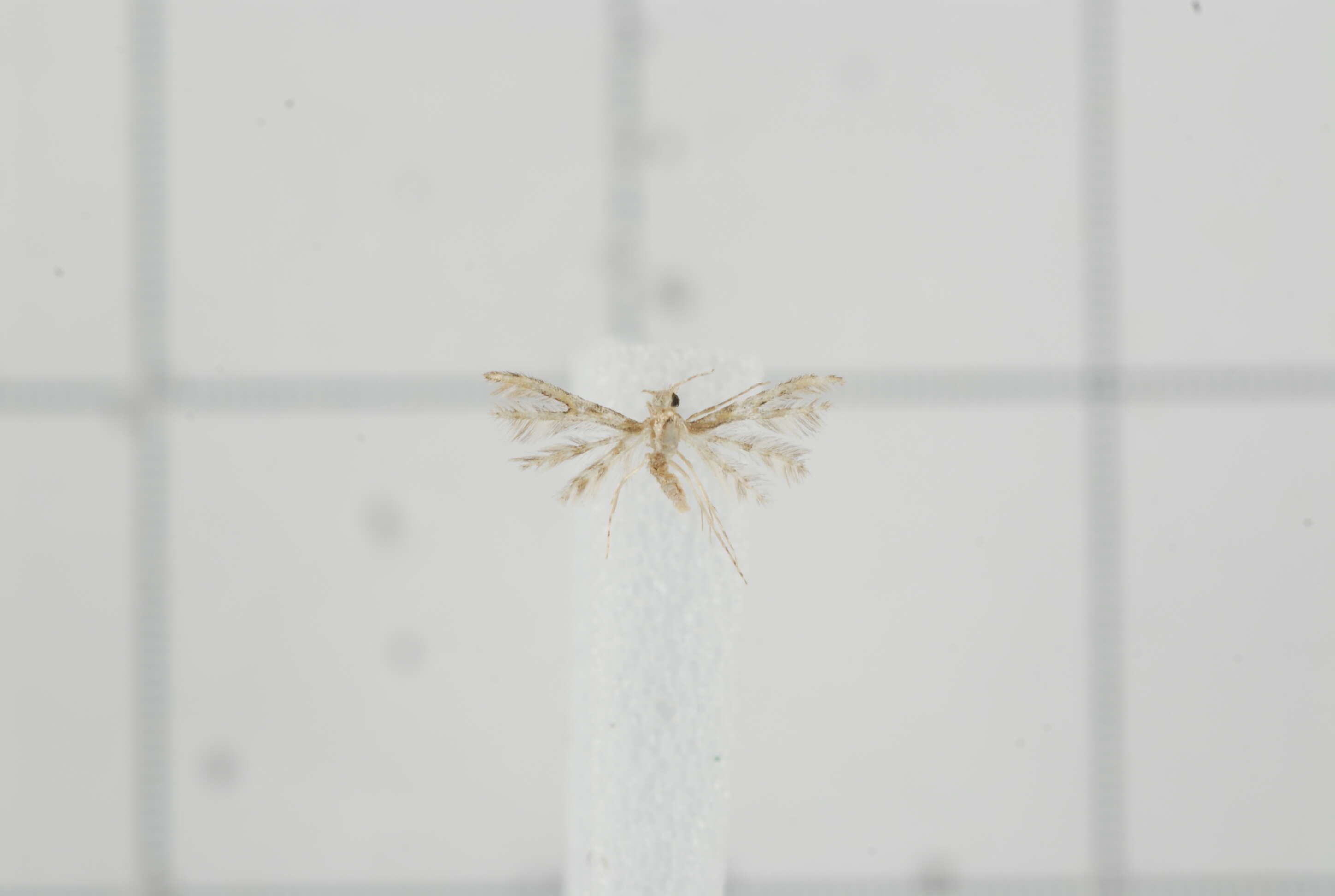Image de Tineodidae