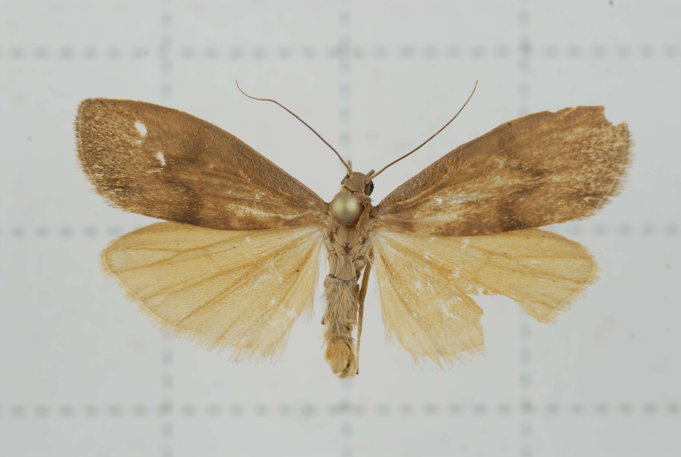 Image of Eilema ratonis Matsumura 1927