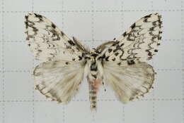 Image of Lymantria concolor Walker 1855