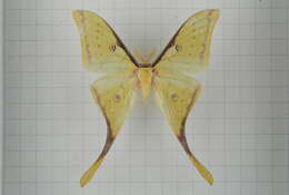 Imagem de Actias sinensis (Walker 1855)