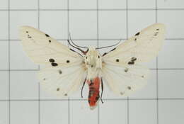 Image of Spilarctia alba (Bremer & Grey 1853)