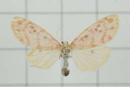 Image of Cyana effracta (Walker 1854)