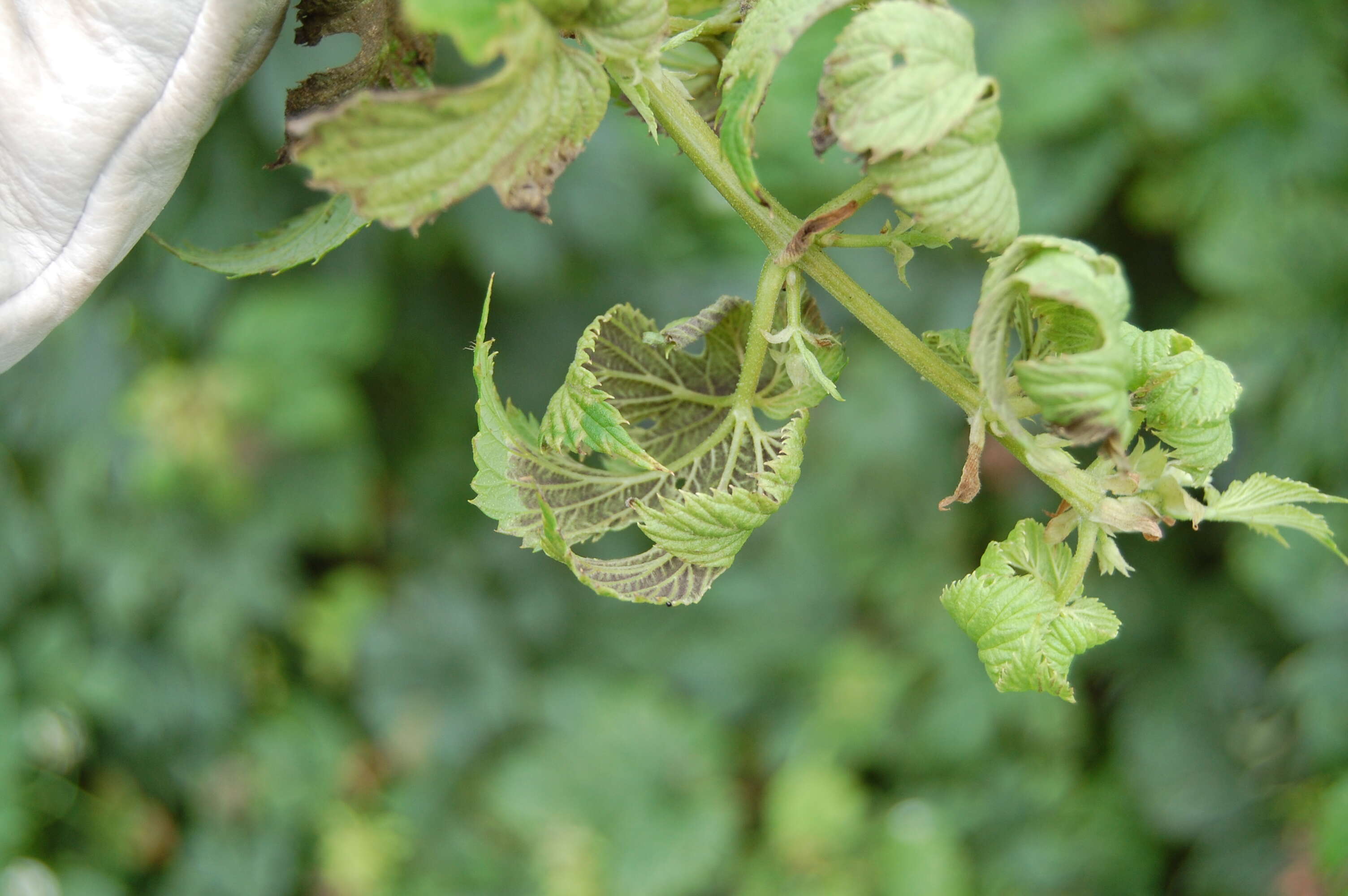 Image of Pseudoperonospora cubensis