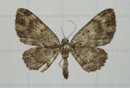 Image of Horisme hyperythra Hampson 1895