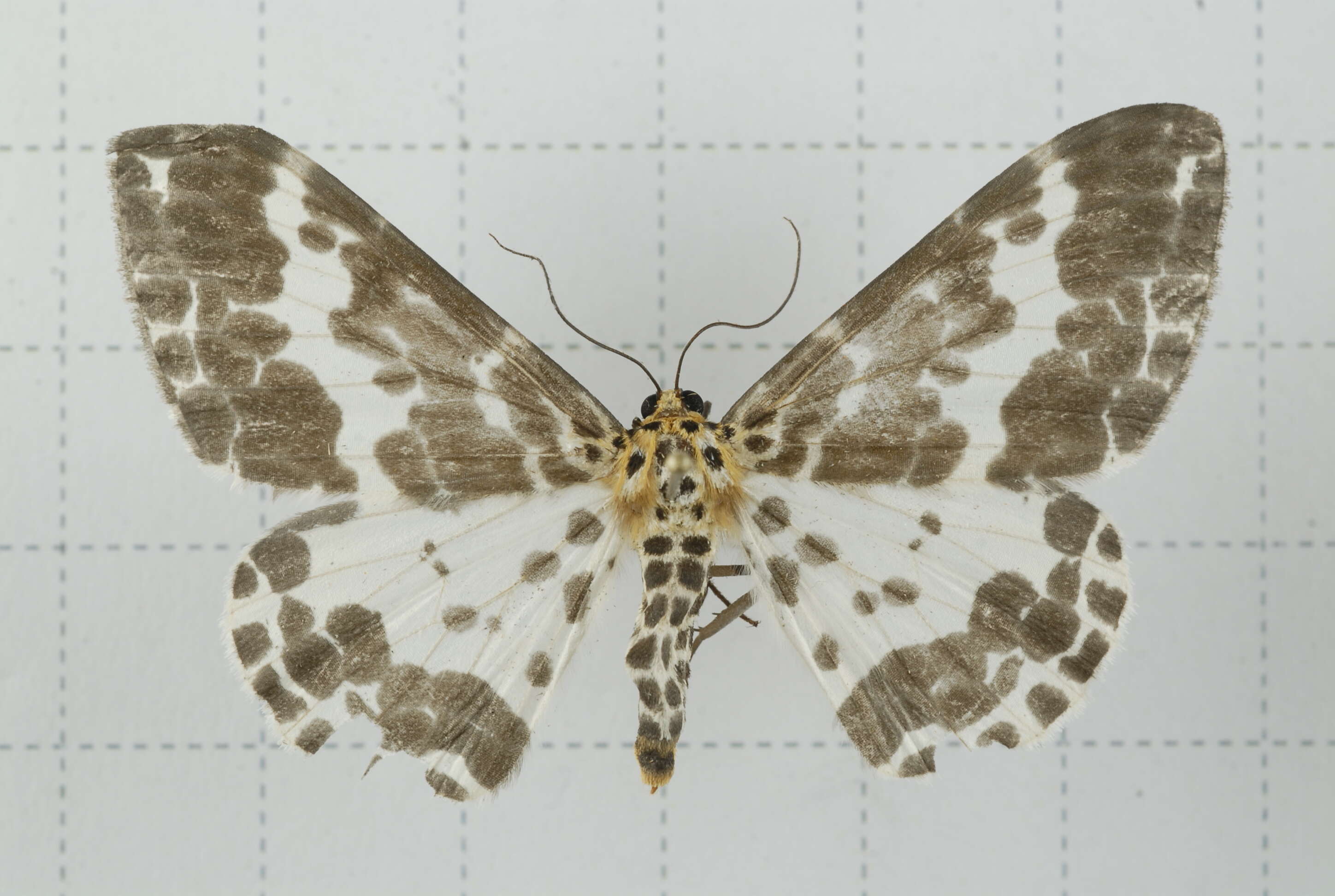 Image of Dilophodes baria