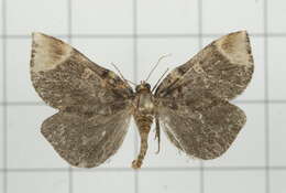 Omphalomia hirta South 1901的圖片