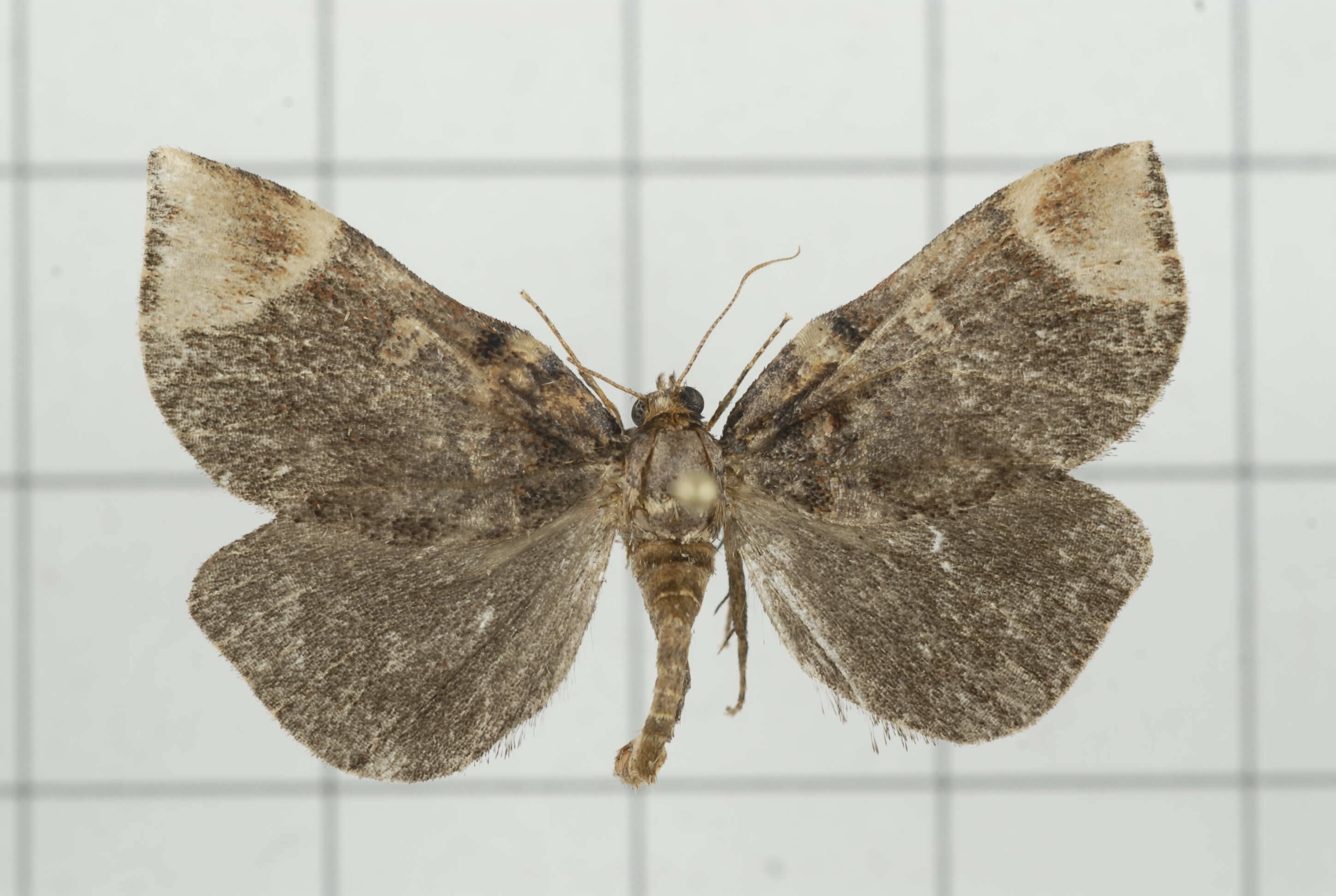 Image of Omphalomia hirta South 1901