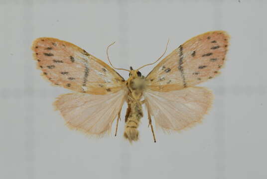 Image of Miltochrista arcuata (Moore 1882)