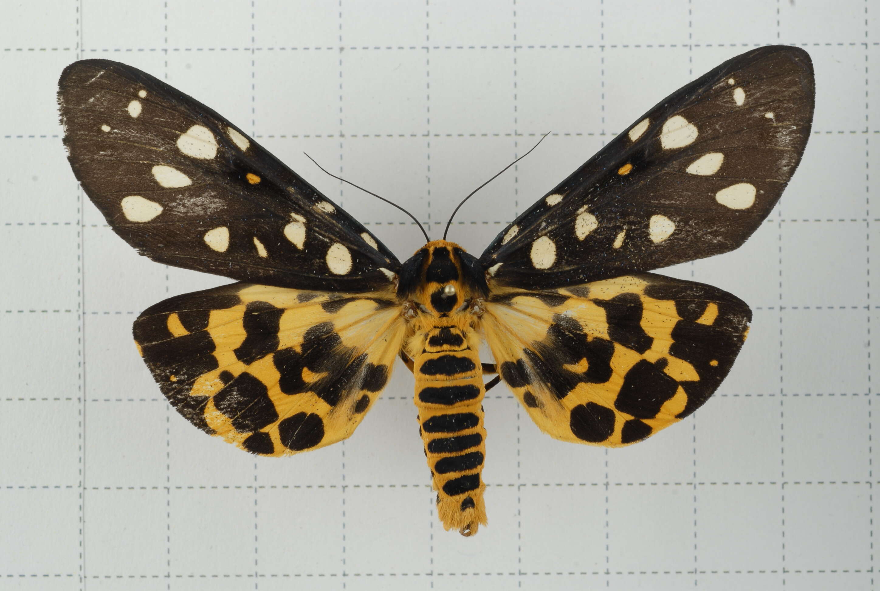 Image of Aglaomorpha histrio (Walker 1855)