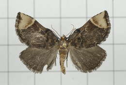 Omphalomia hirta South 1901的圖片