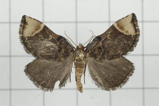 Omphalomia hirta South 1901的圖片