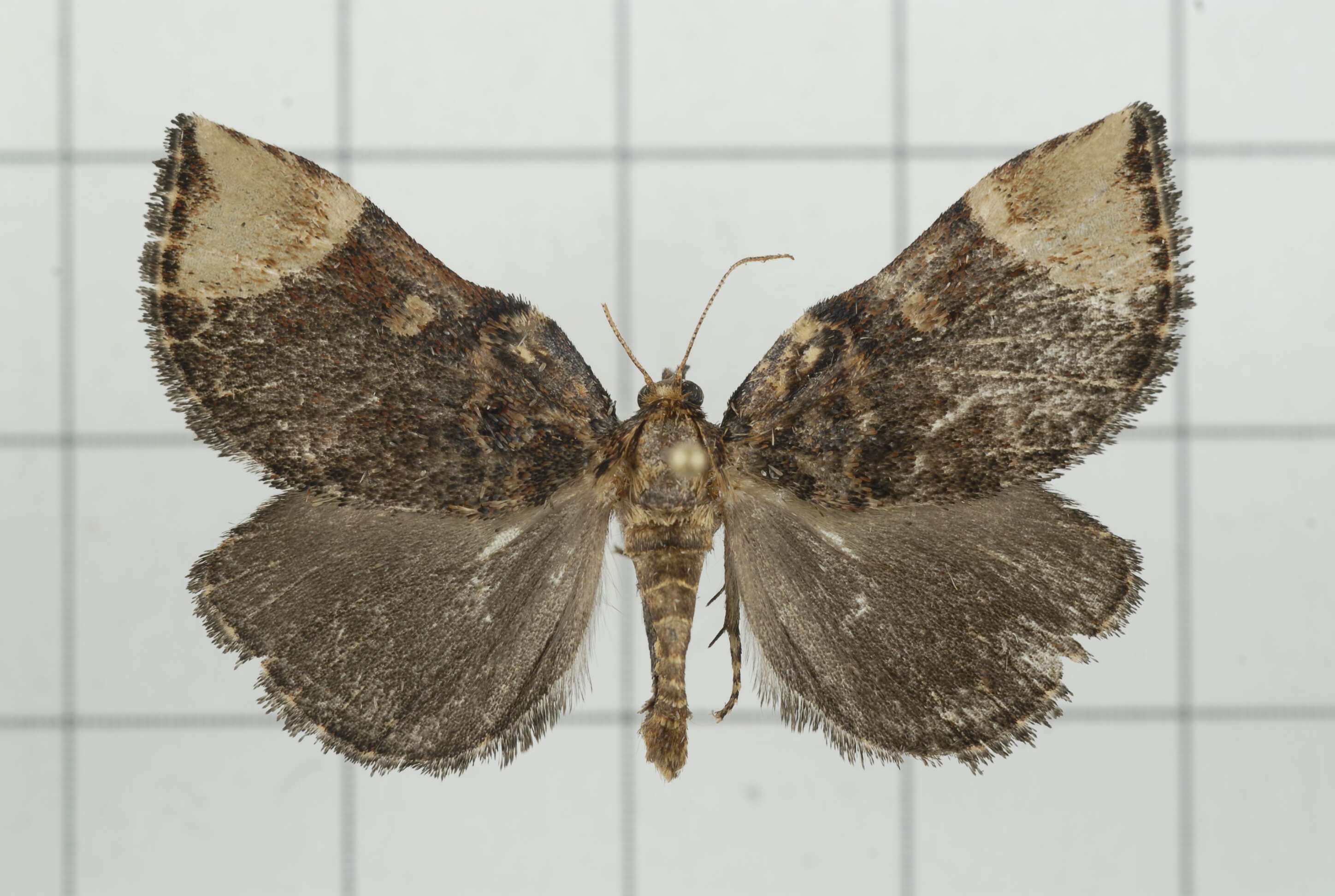 Image of Omphalomia hirta South 1901