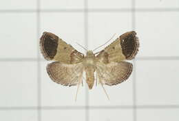 Curena costipunctata resmi