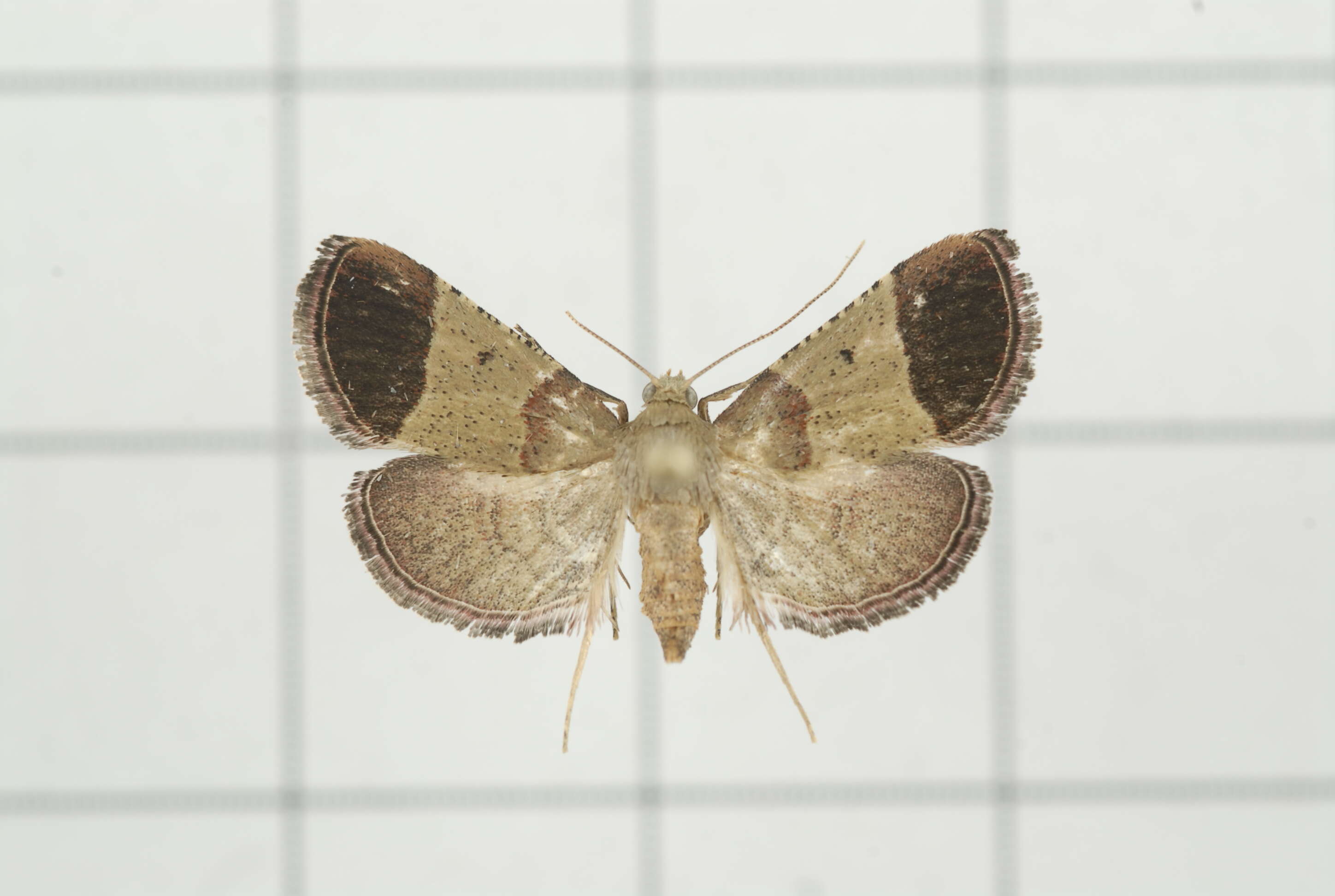 Curena costipunctata resmi