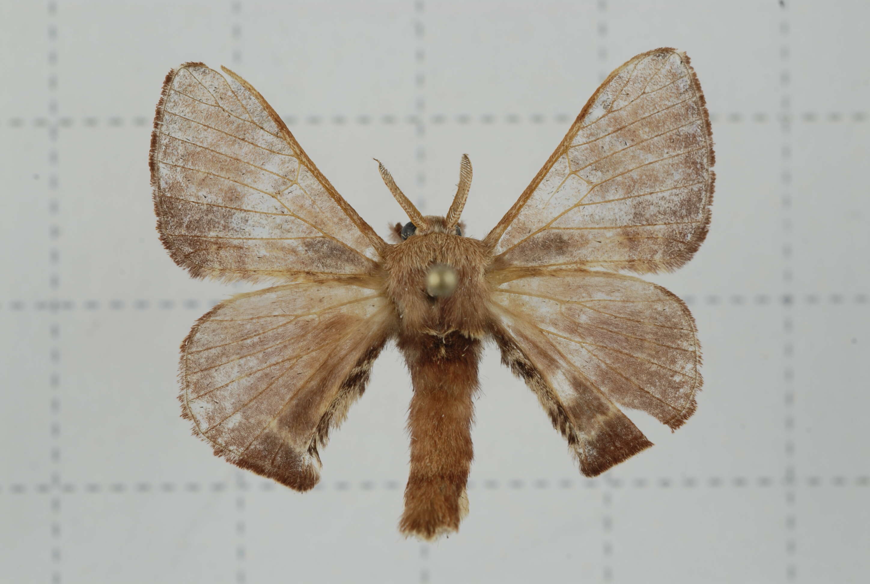 Image of Triuncina brunnea (Wileman 1911)