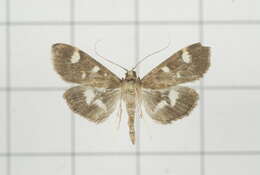 Image de Herpetogramma luctuosalis Guenée 1854