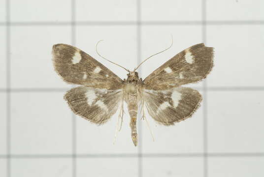 Image de Herpetogramma luctuosalis Guenée 1854