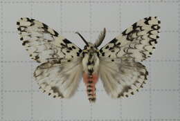 Image of Lymantria concolor Walker 1855